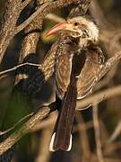 Damara Red-billed Hornbill