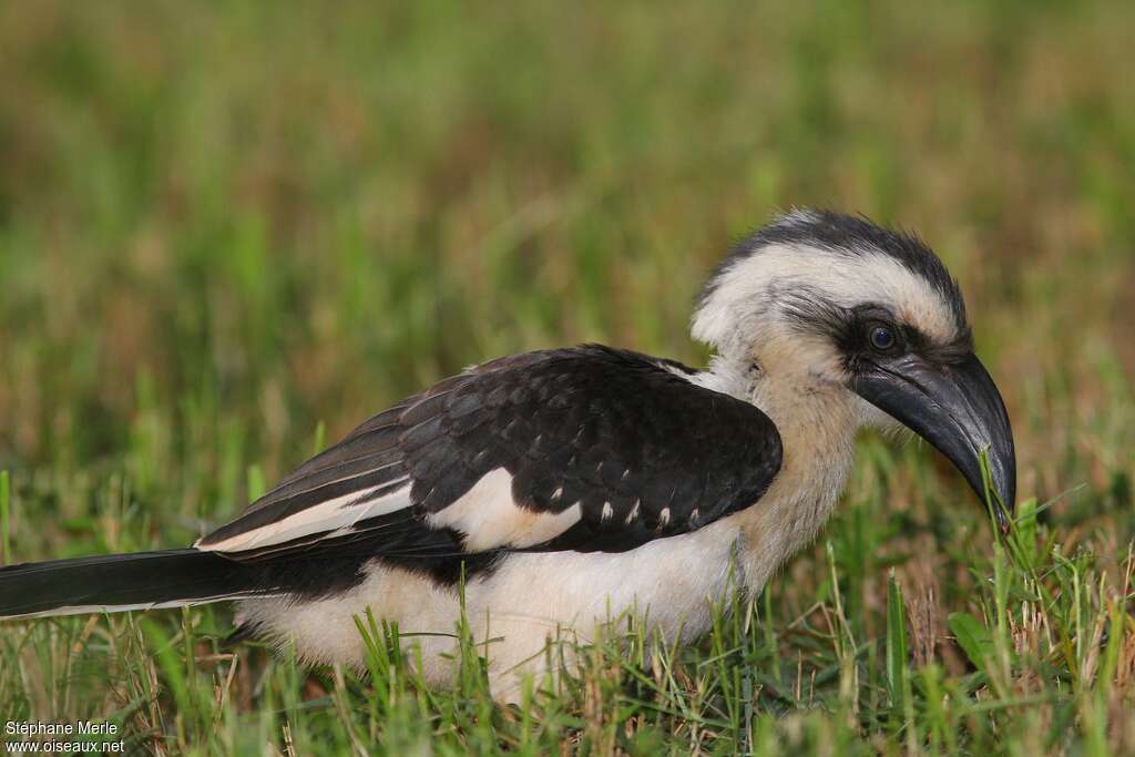 Von der Decken's Hornbill female adult, aspect