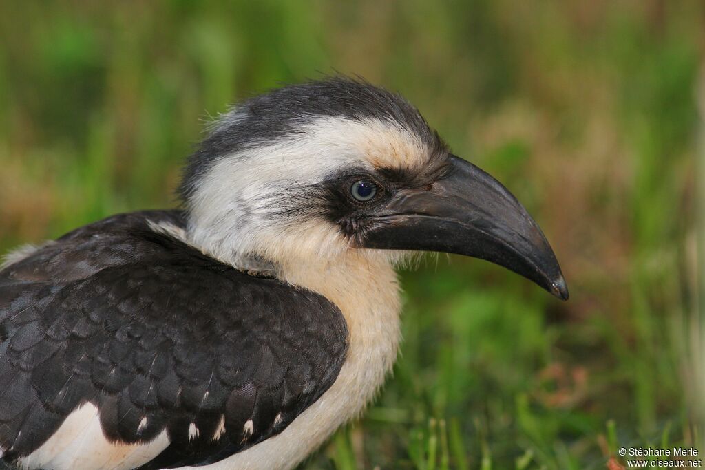 Von der Decken's Hornbill female