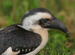 Von der Decken's Hornbill