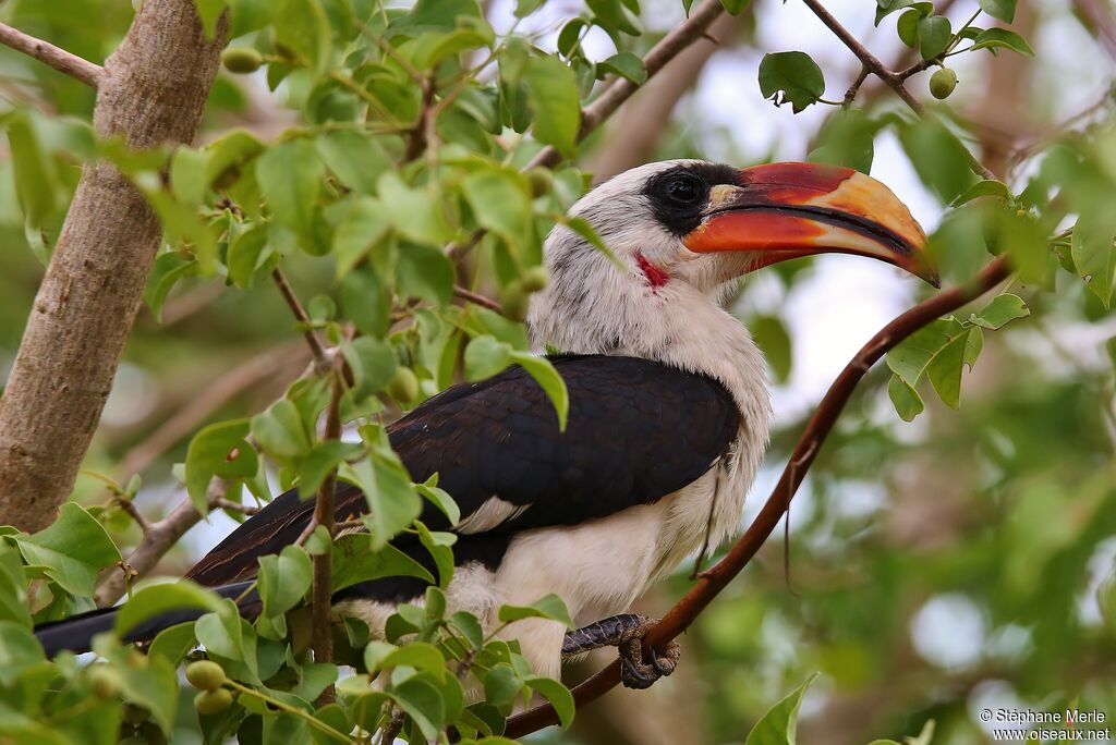 Von der Decken's Hornbill male adult