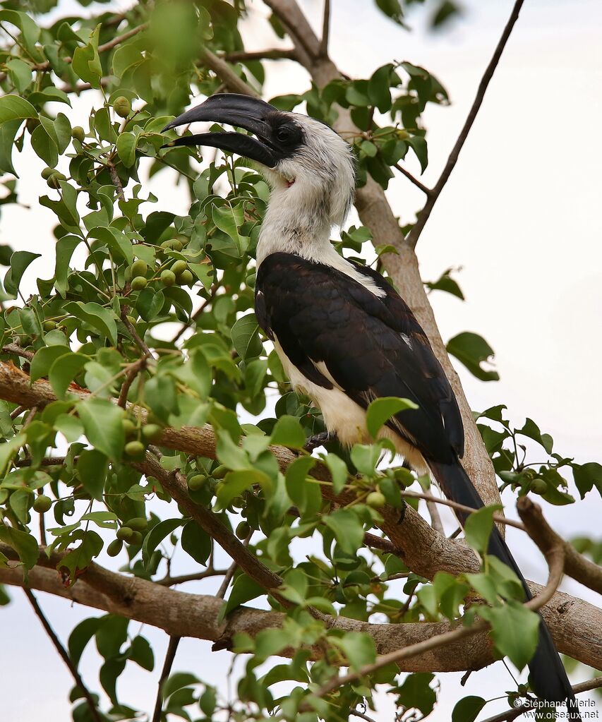 Von der Decken's Hornbill female