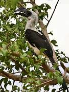 Von der Decken's Hornbill