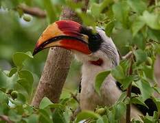 Von der Decken's Hornbill