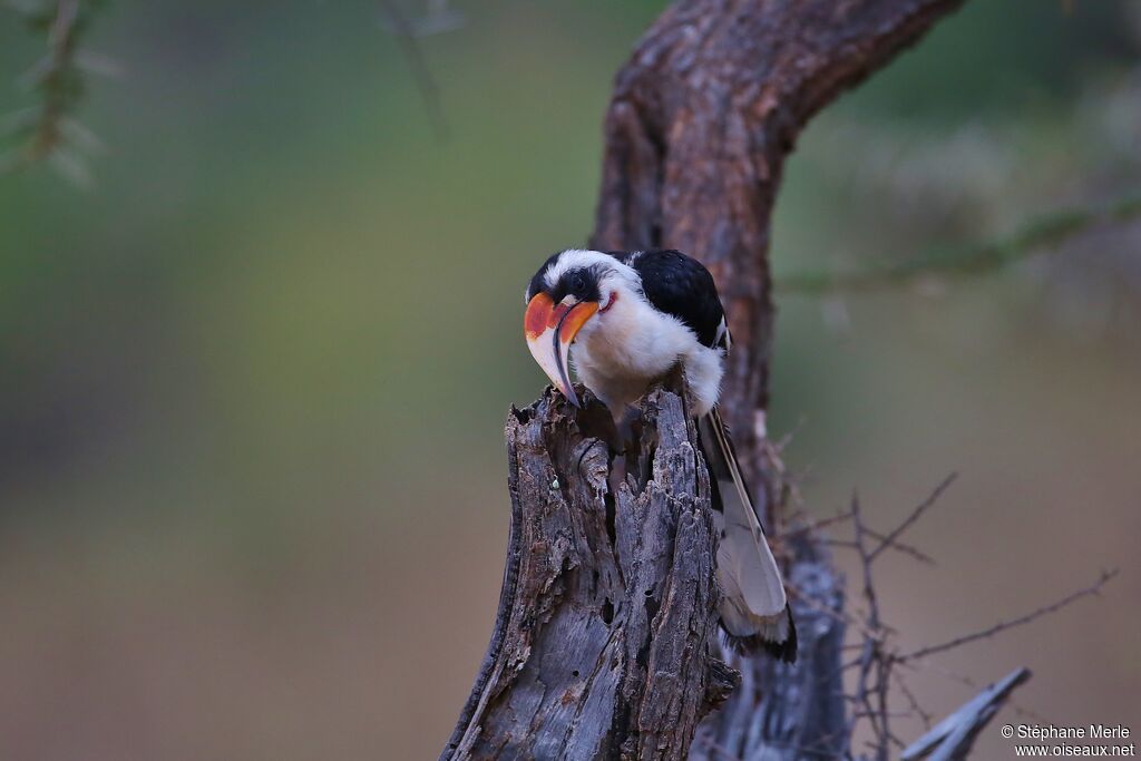 Von der Decken's Hornbill male