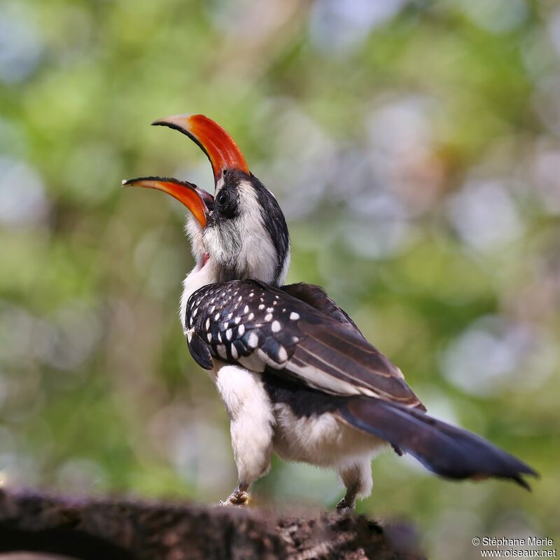 Jackson's Hornbill male adult