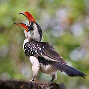 Jackson's Hornbill