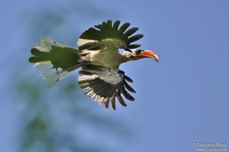 Jackson's Hornbill male