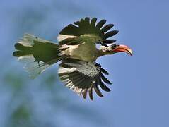 Jackson's Hornbill