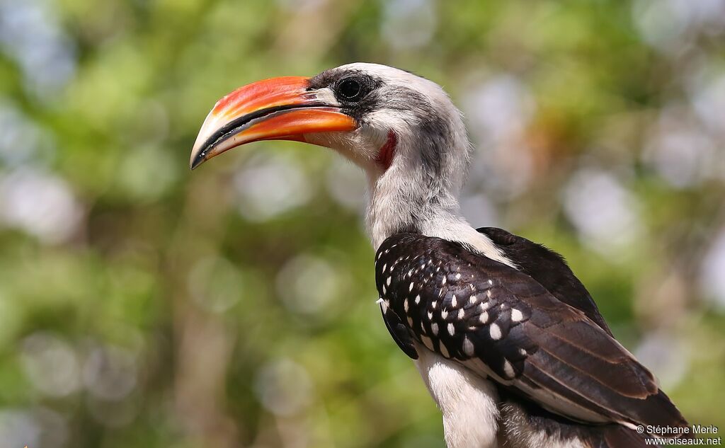 Jackson's Hornbill male adult