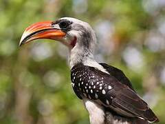 Jackson's Hornbill