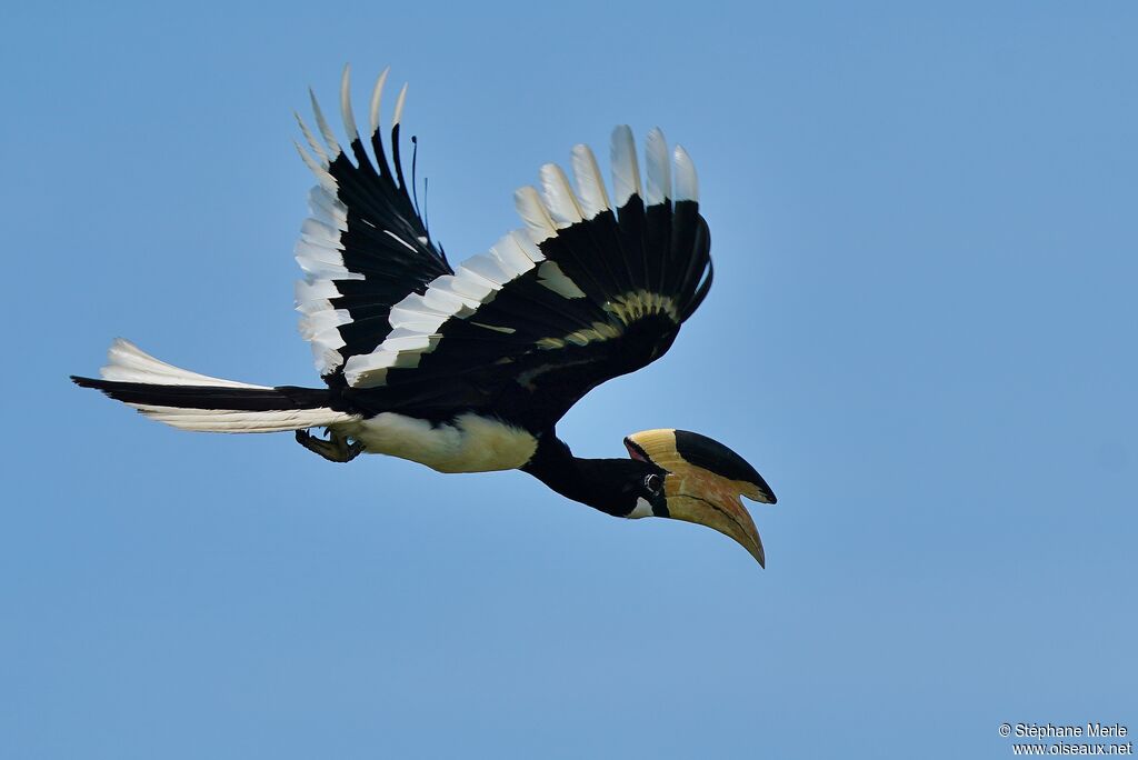 Malabar Pied Hornbilladult