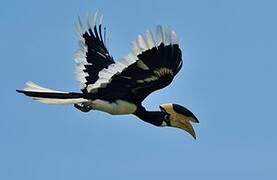 Malabar Pied Hornbill