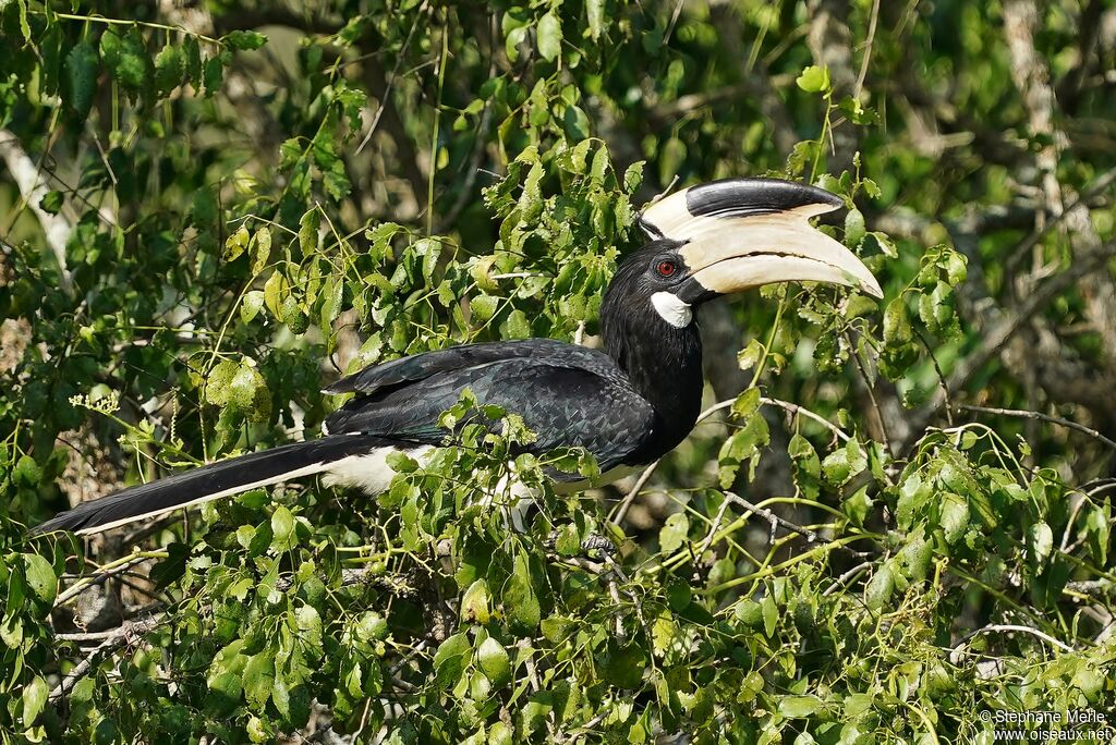 Malabar Pied Hornbilladult