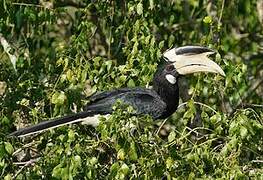 Malabar Pied Hornbill