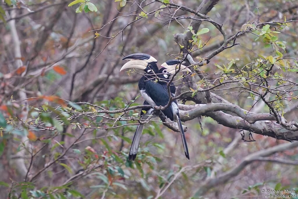 Malabar Pied Hornbilladult