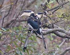 Malabar Pied Hornbill