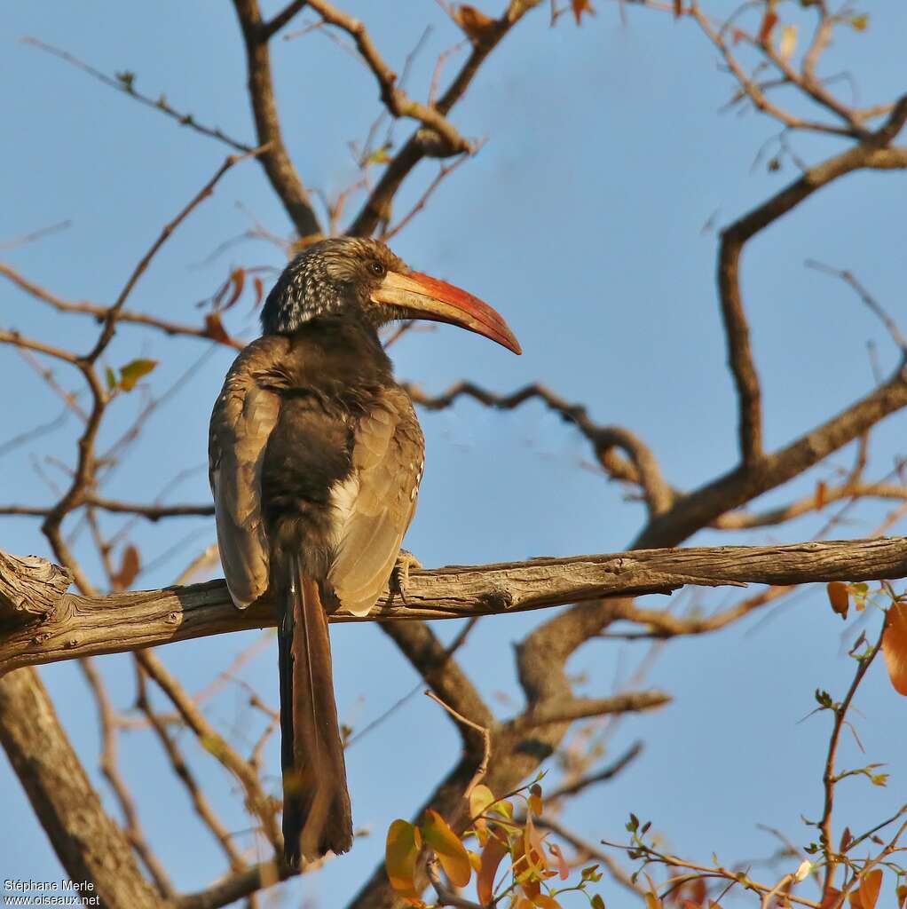 Monteiro's Hornbilladult