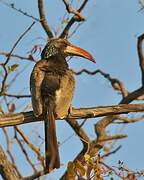 Monteiro's Hornbill