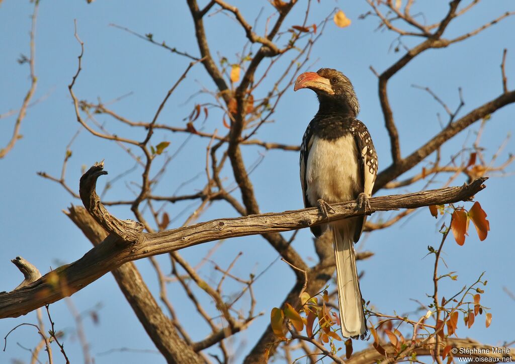 Monteiro's Hornbill