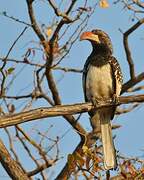 Monteiro's Hornbill