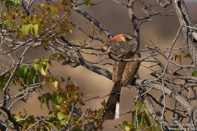 Monteiro's Hornbill male adult, Behaviour