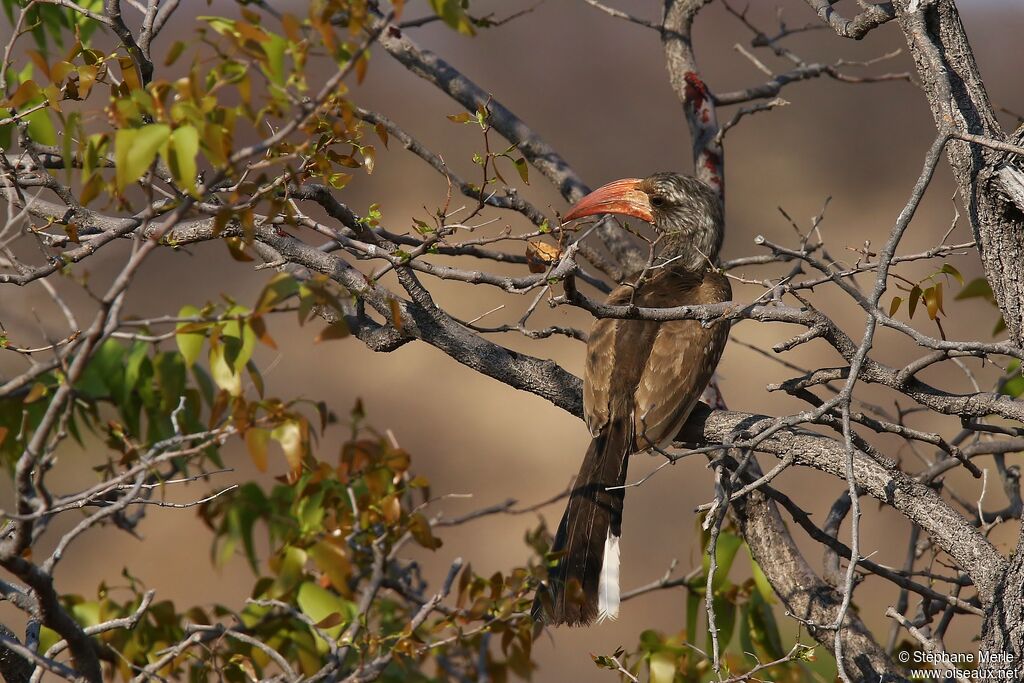 Monteiro's Hornbill male adult, Behaviour