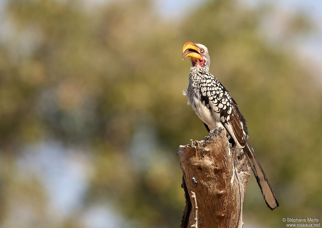 Southern Yellow-billed Hornbill