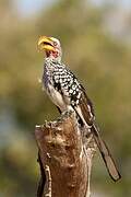 Southern Yellow-billed Hornbill