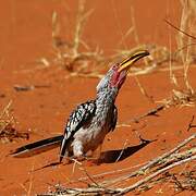 Southern Yellow-billed Hornbill