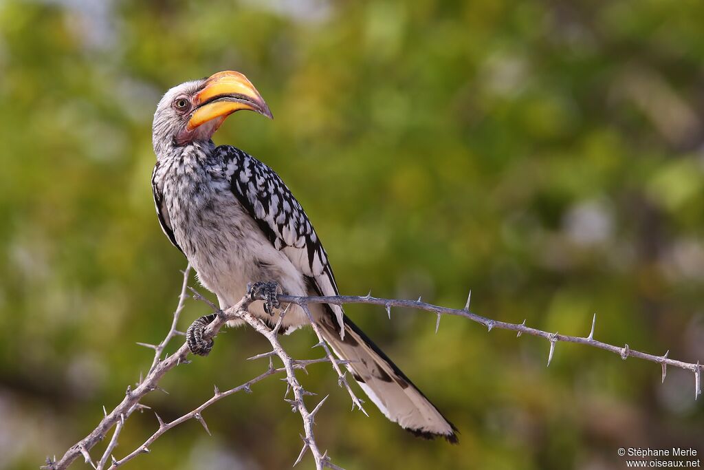 Southern Yellow-billed Hornbill