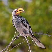Southern Yellow-billed Hornbill