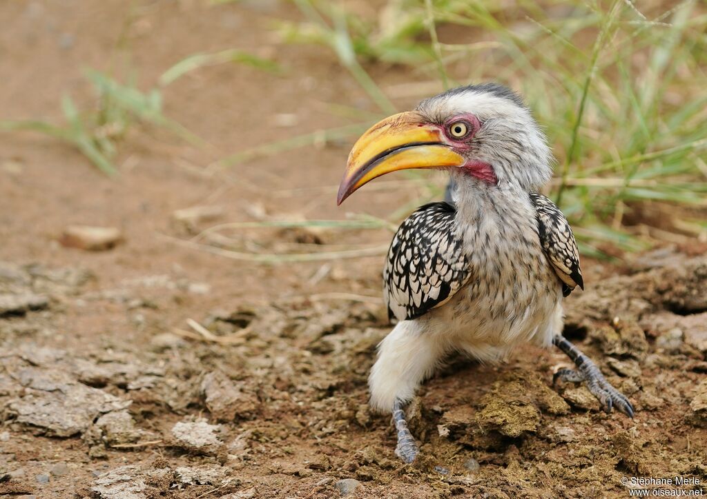 Southern Yellow-billed Hornbilladult