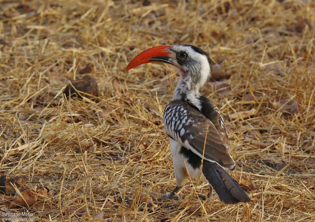 Western Red-billed Hornbilladult, identification