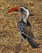 Western Red-billed Hornbill