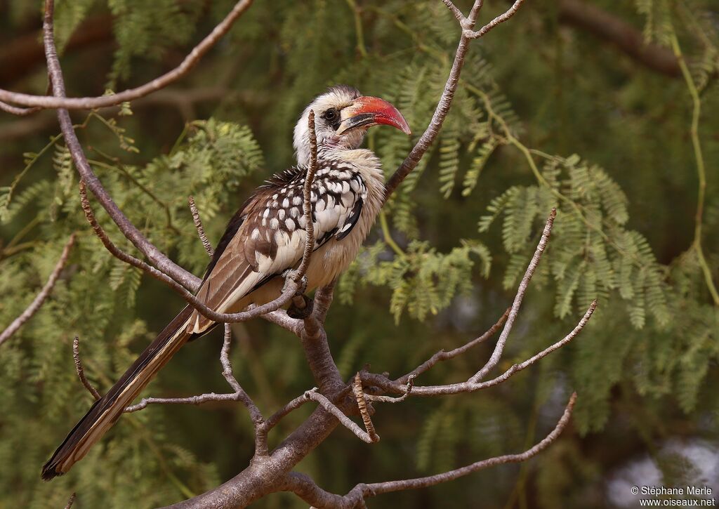 Western Red-billed Hornbilladult