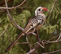 Western Red-billed Hornbill