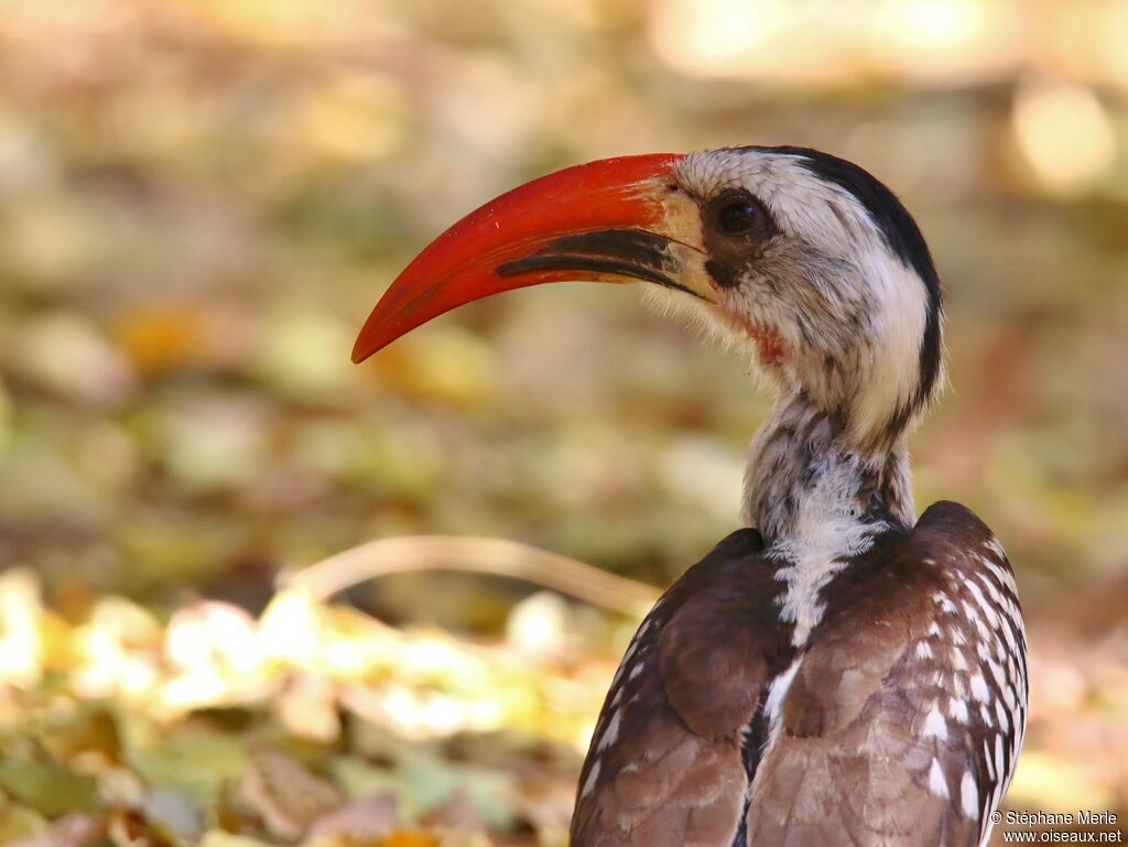 Western Red-billed Hornbilladult