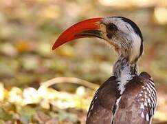 Western Red-billed Hornbill