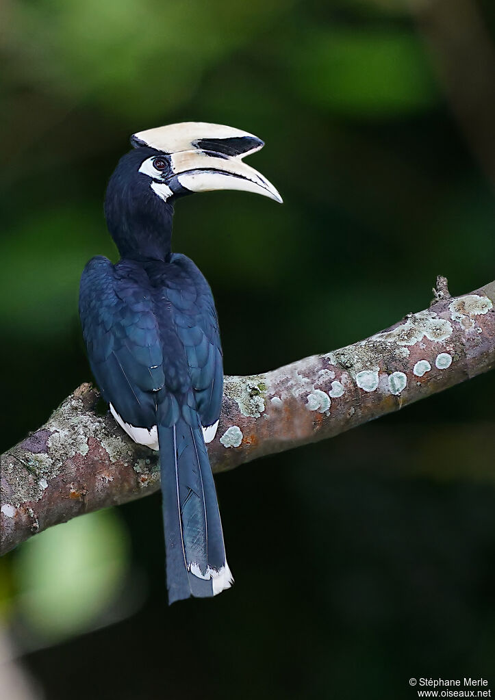 Oriental Pied Hornbilladult