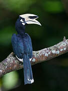 Oriental Pied Hornbill