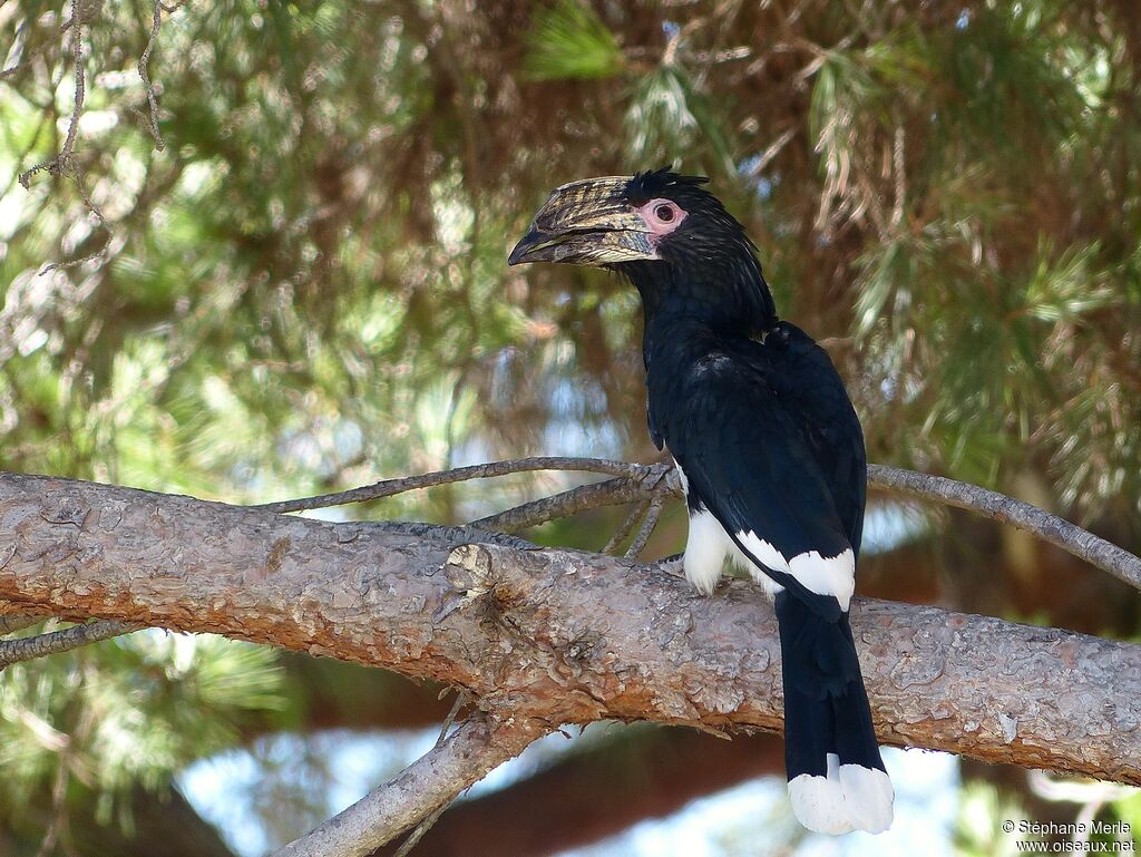 Trumpeter Hornbill female adult