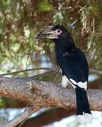 Trumpeter Hornbill