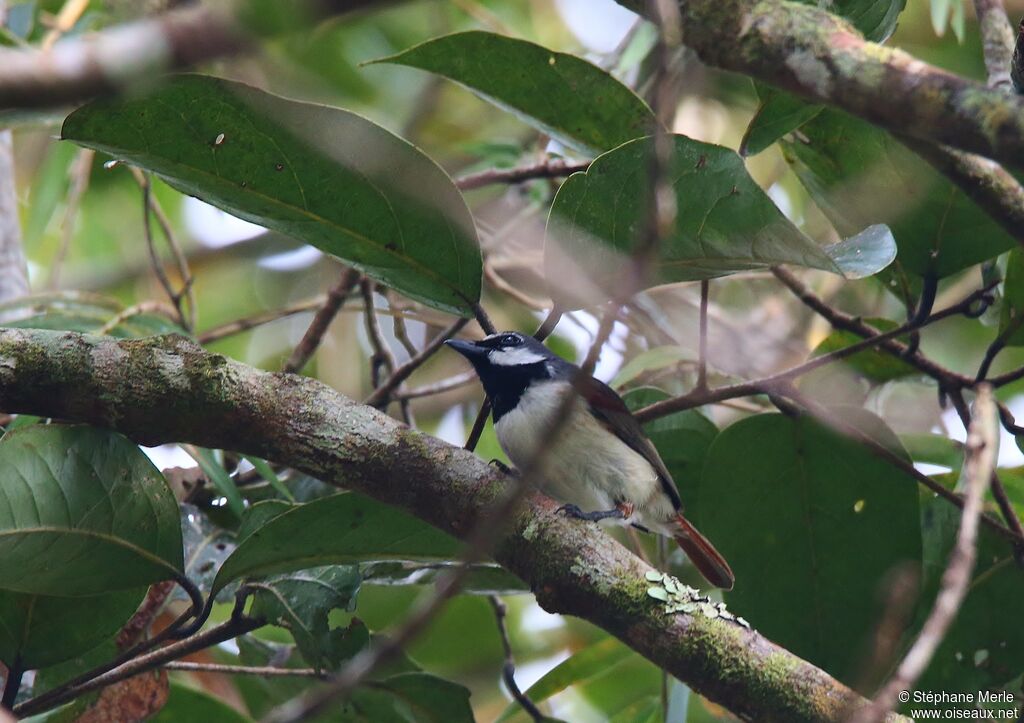 Red-tailed Vangaadult