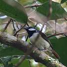 Calicalic malgache
