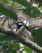 Red-tailed Vanga