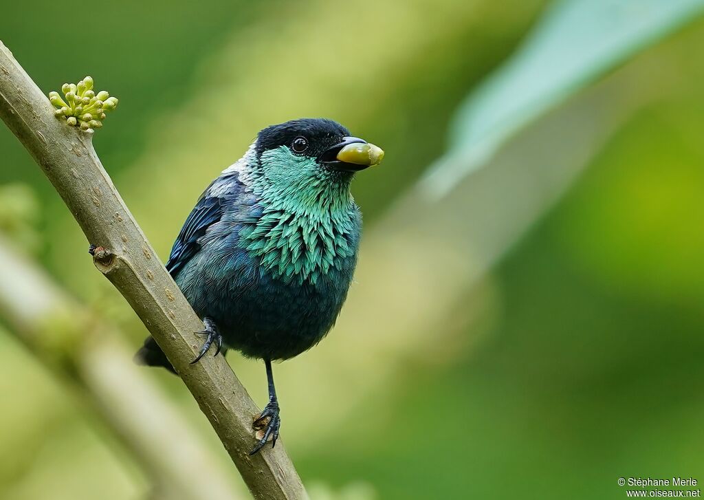 Black-capped Tanageradult