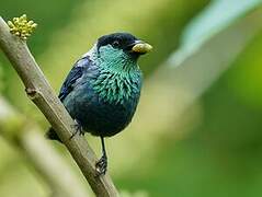 Black-capped Tanager