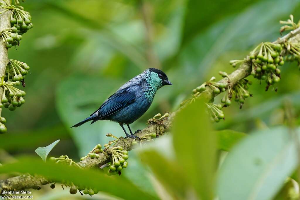 Black-capped Tanager male adult, habitat, pigmentation