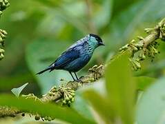 Black-capped Tanager